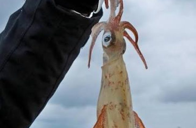 Battuta di pesca ai calamari serale -3 ore- prezzo per persona