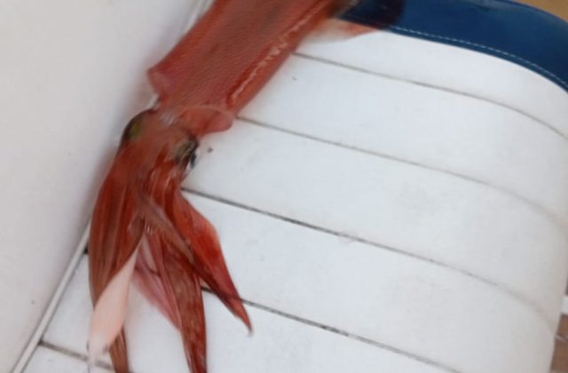 Battuta di pesca ai calamari - serale - 3 ore -