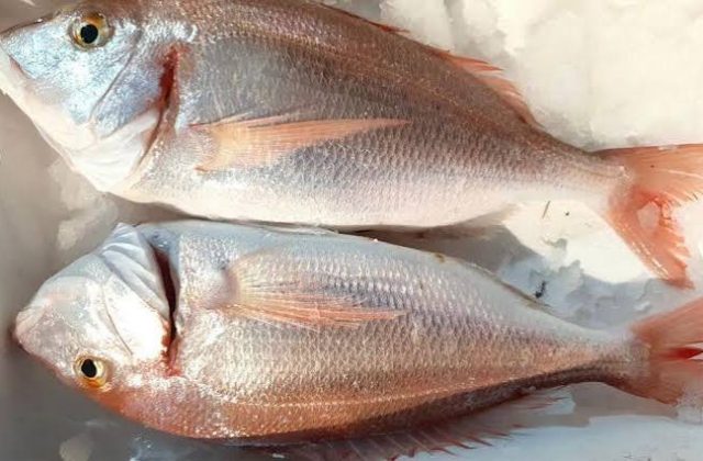 La prima esperienza di pesca - 5 ore -