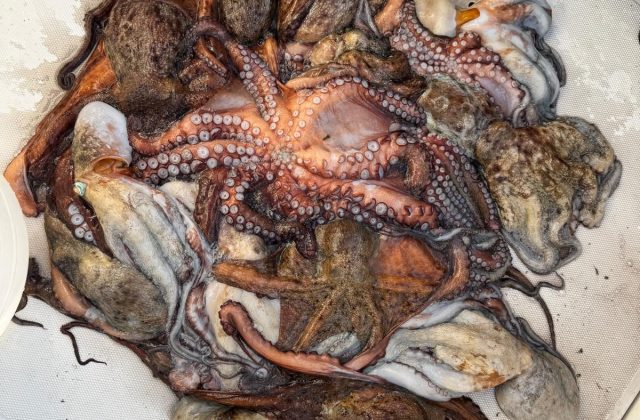 Pesca a Polpi e Seppie - Octopus and Squid Fishing
