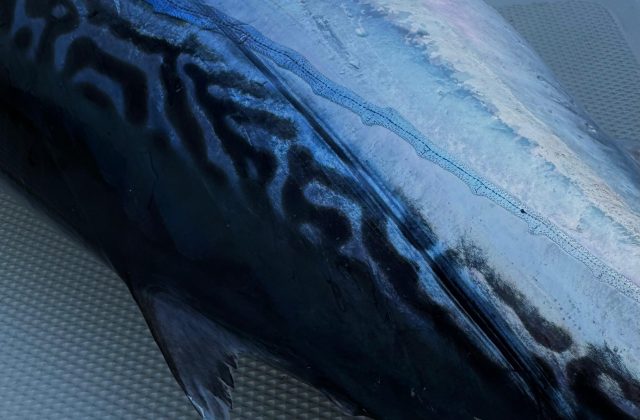 Traina Costiera - Trolling Inshore